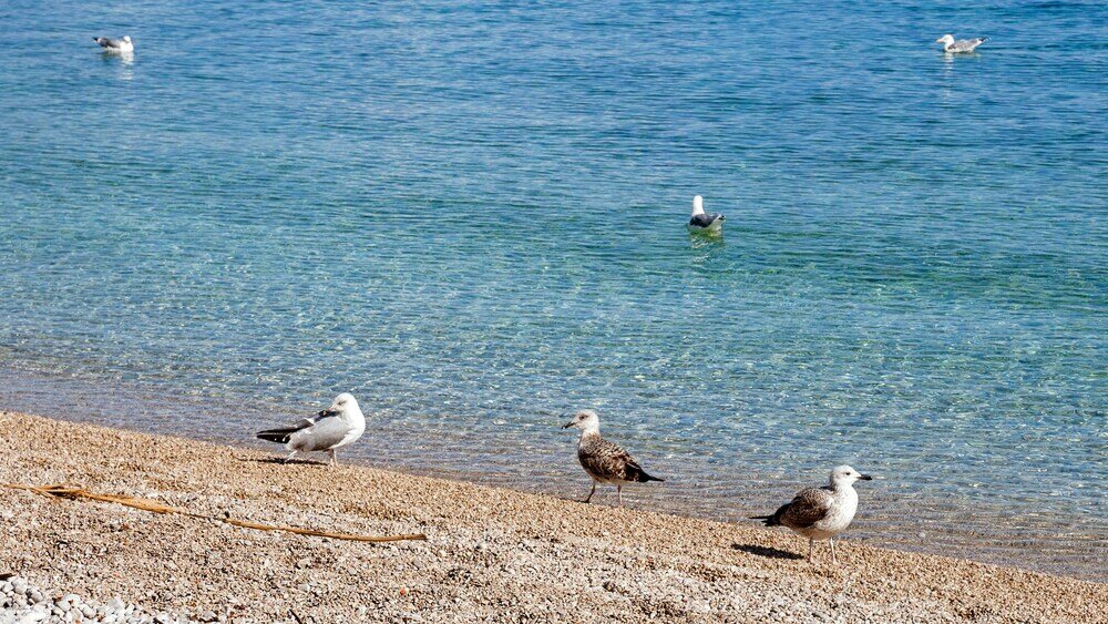 Фото Villa Lidija