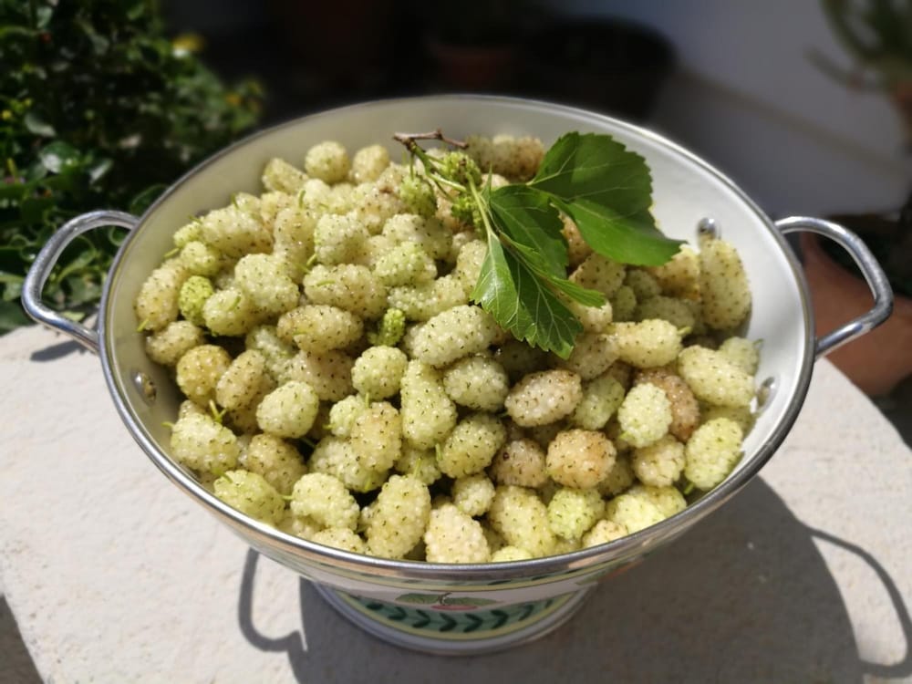 Фото Masseria Borgo del Gallo