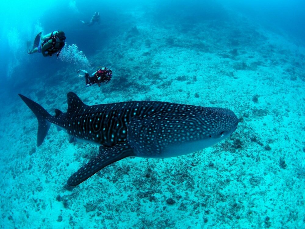 Фото White Sand Dhigurah