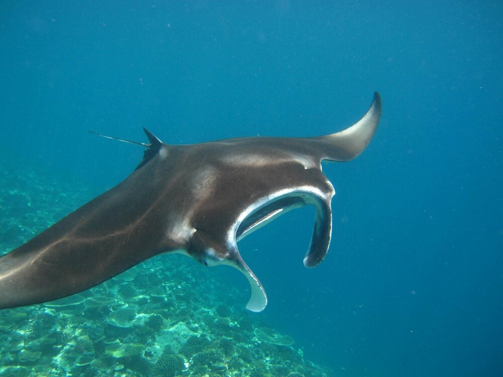 Фото Olhumathi View Inn