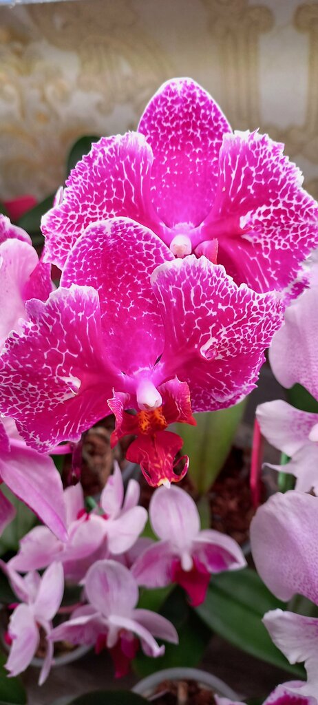 Луиза Эреджепова