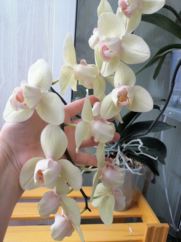 Марина Маркова