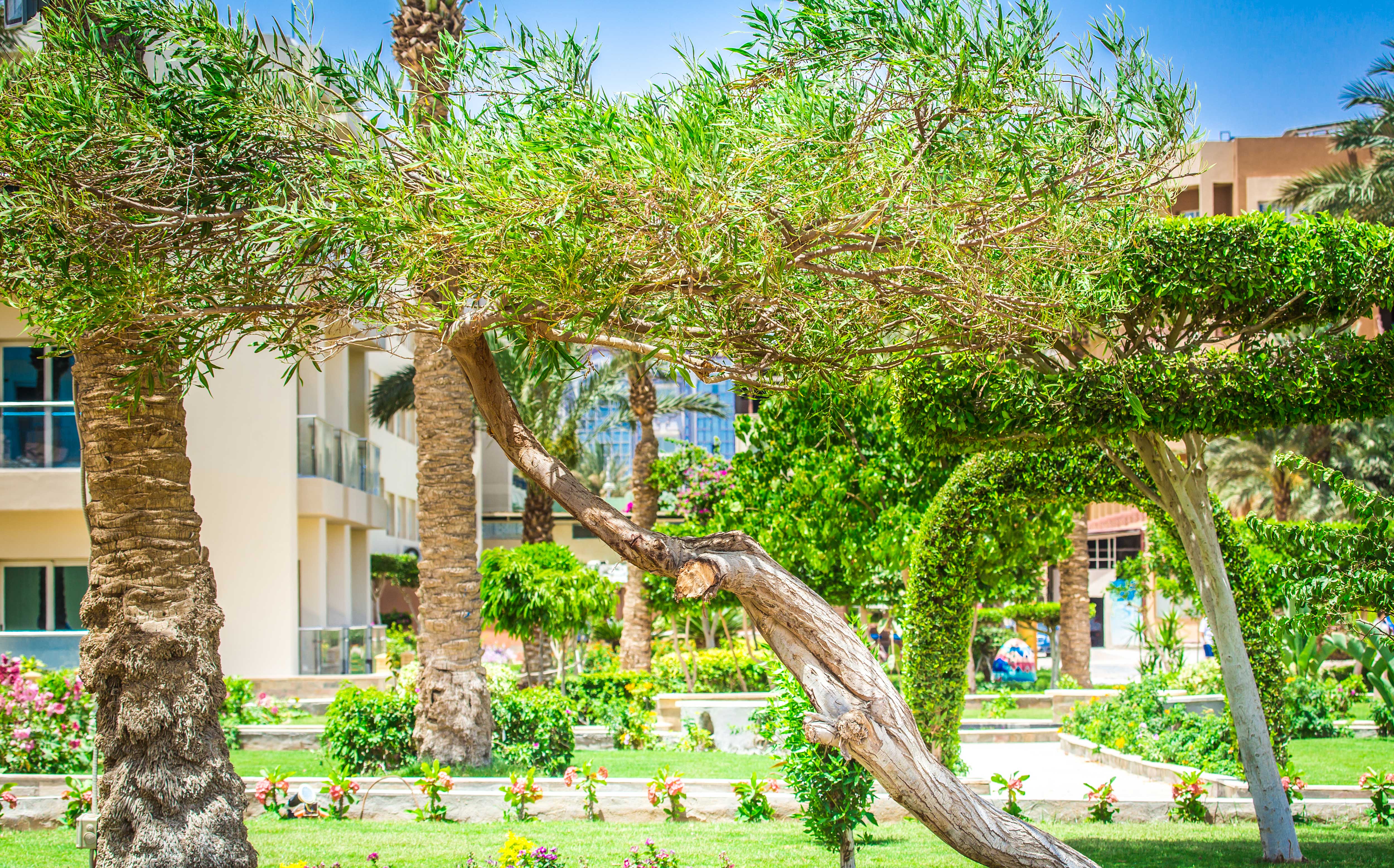 Фото Seagull Beach Resort