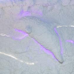 Фото Hotel Royal