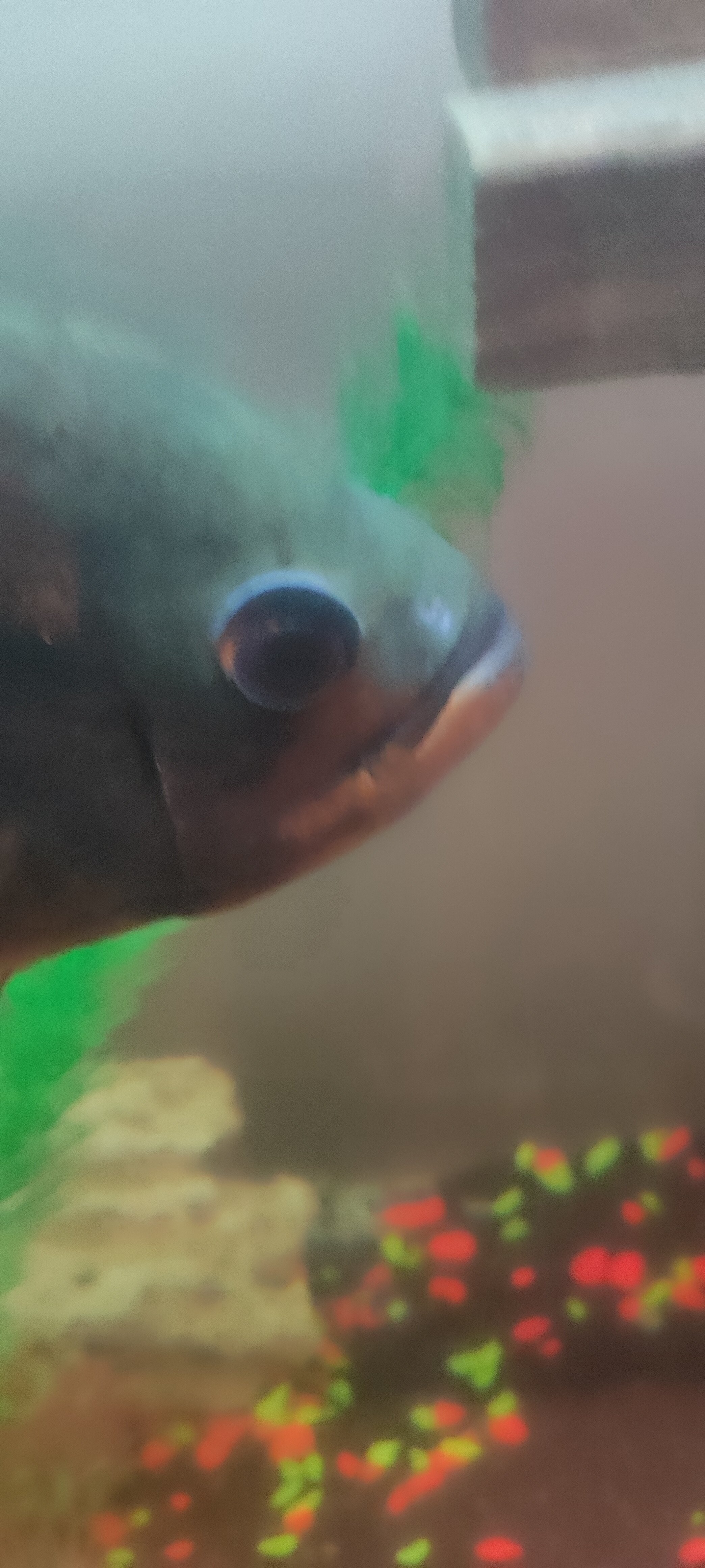 Фото Неделина 26