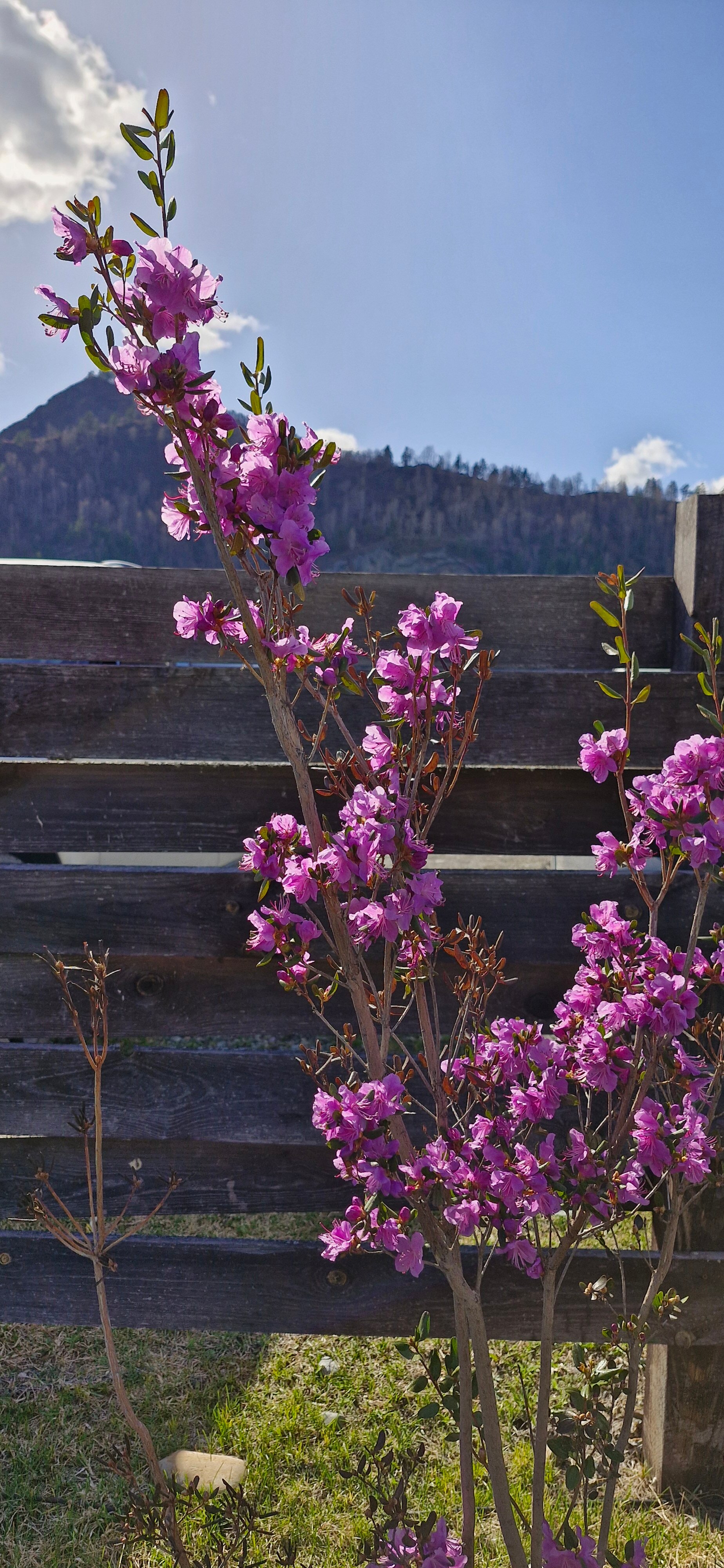 Фото Алтай Рай