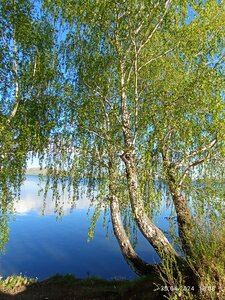 Берёзки