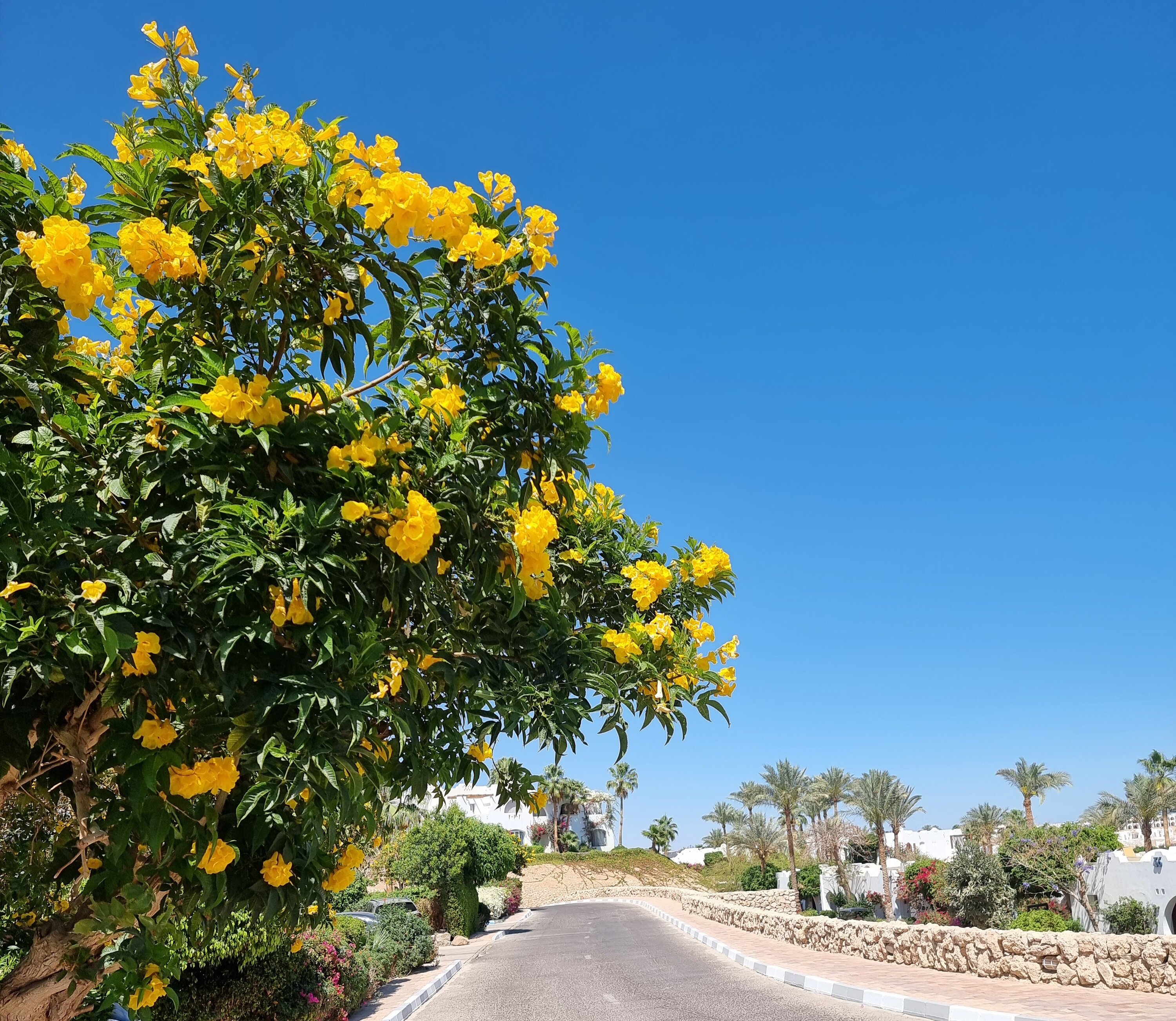 Фото Domina Coral Bay Resort, Diving, SPA & Casino