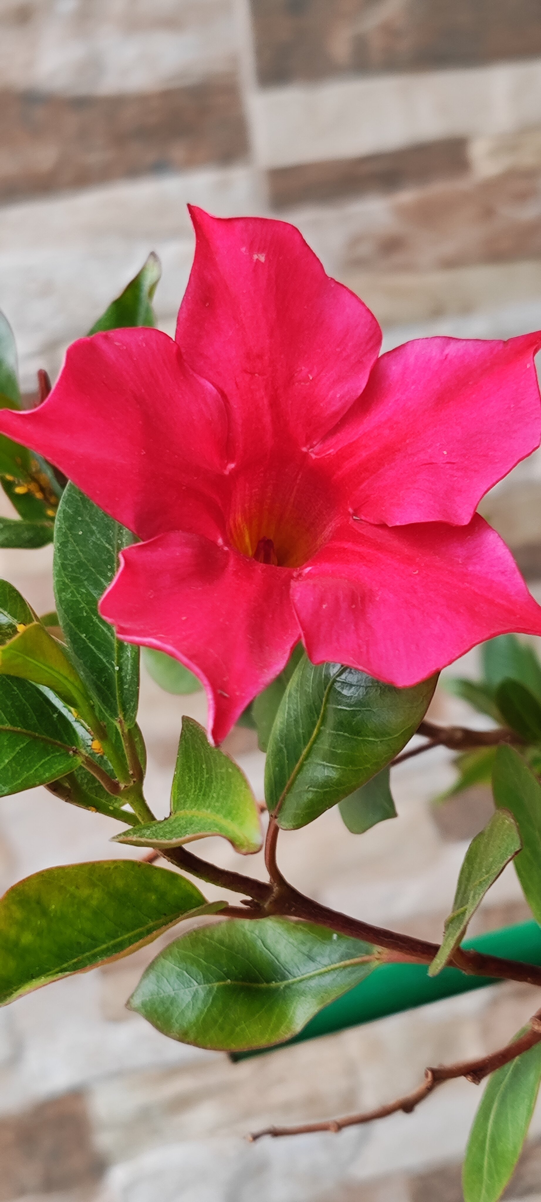 Фото Софанна