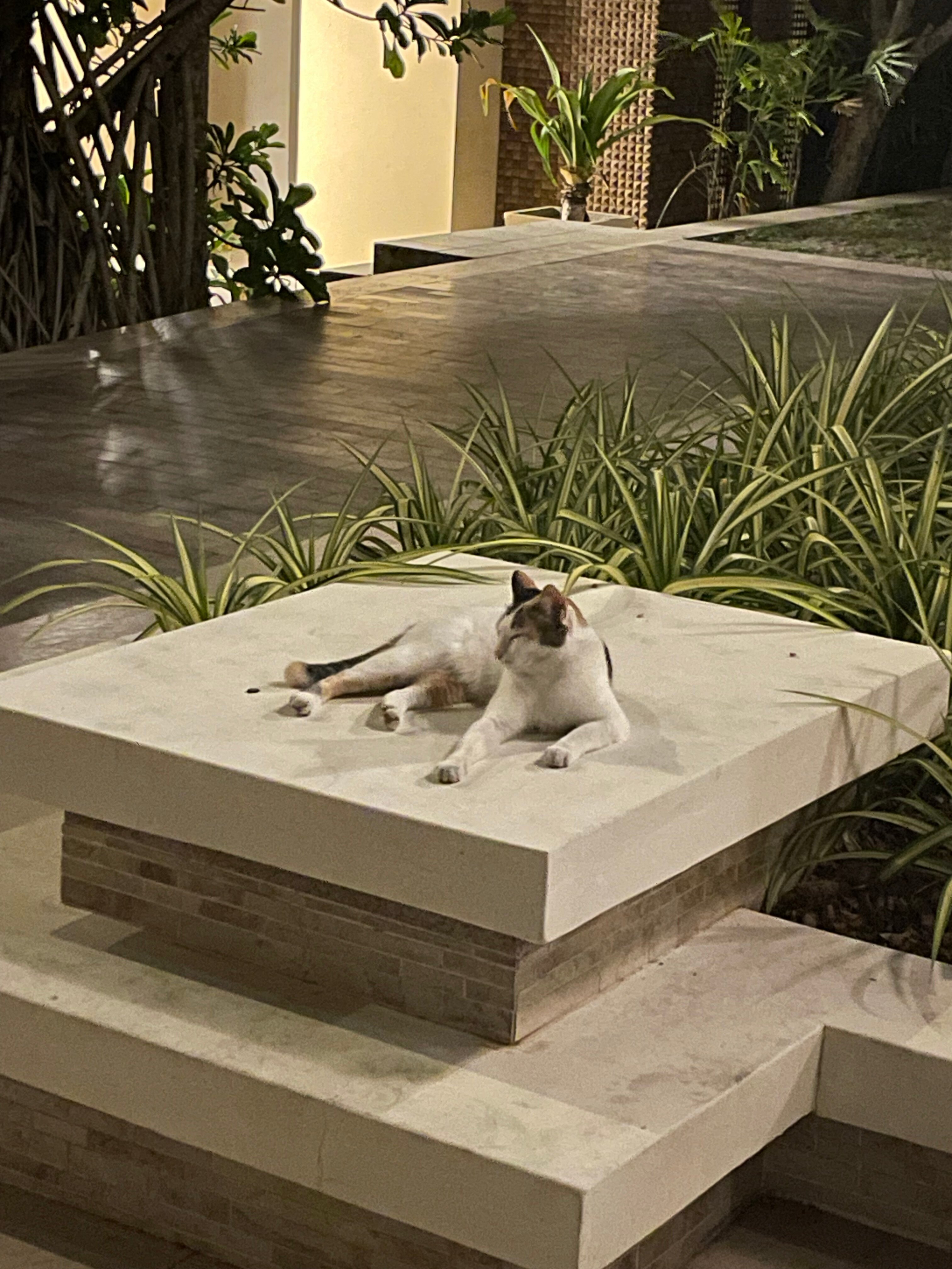 Фото Movenpick Resort Bangtao Beach Phuket