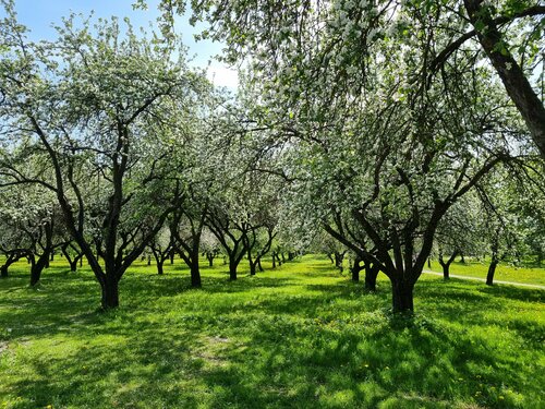 Парк культуры и отдыха Лошицкий усадебно-парковый комплекс, Минск, фото