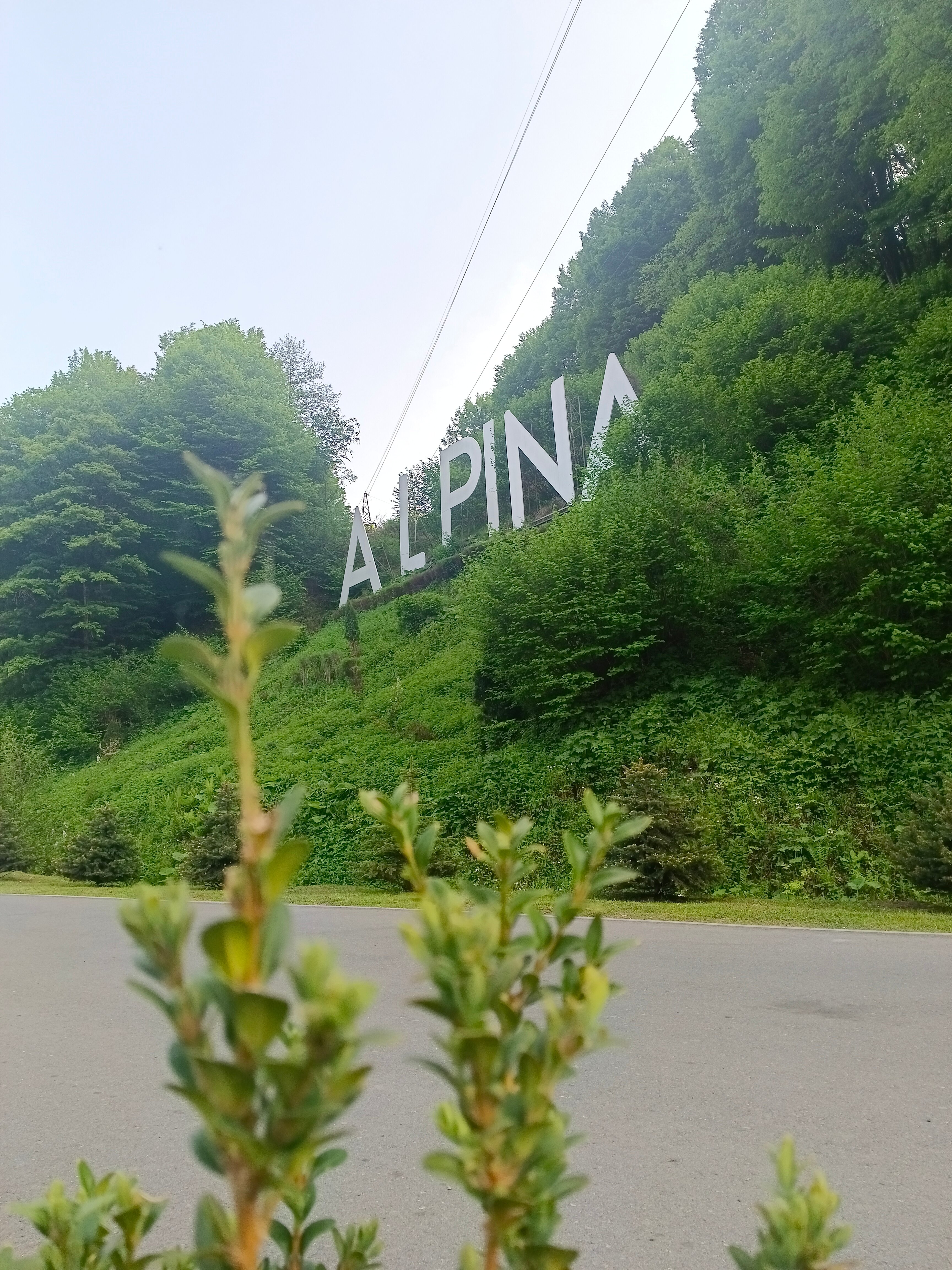 Фото Альпина парк