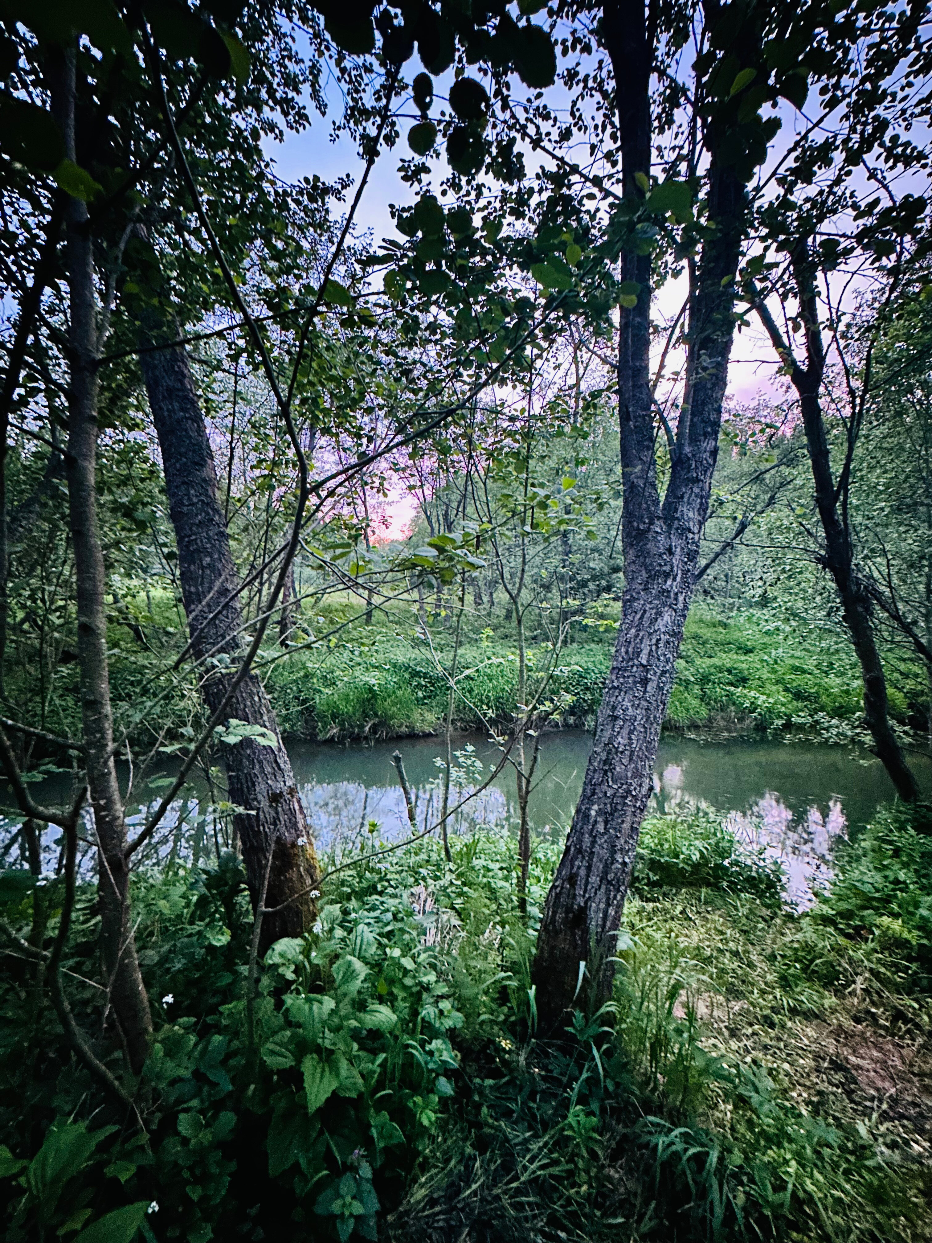 Фото Лесная тропа