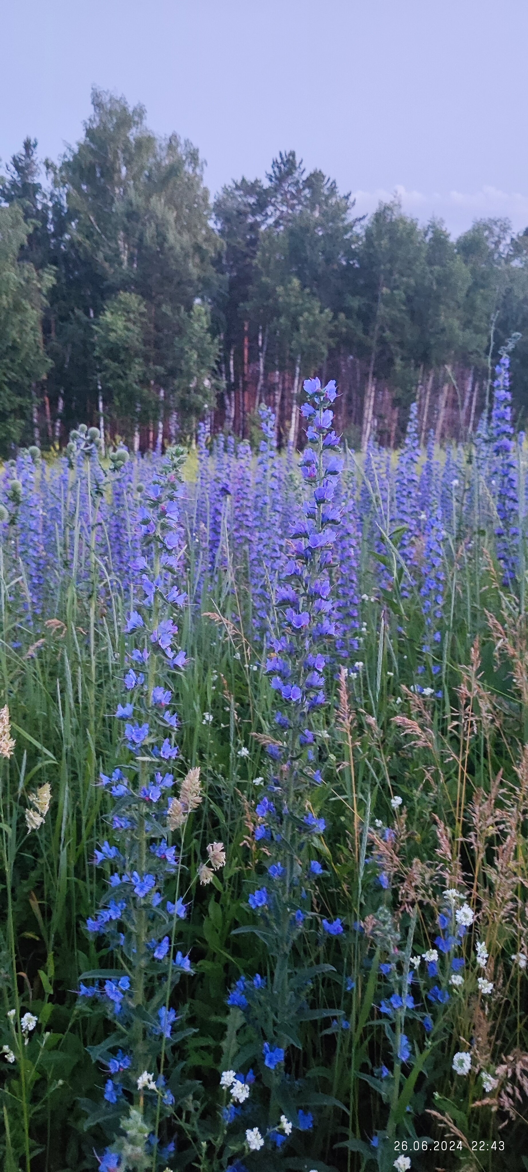 Фото Сибирская жемчужина