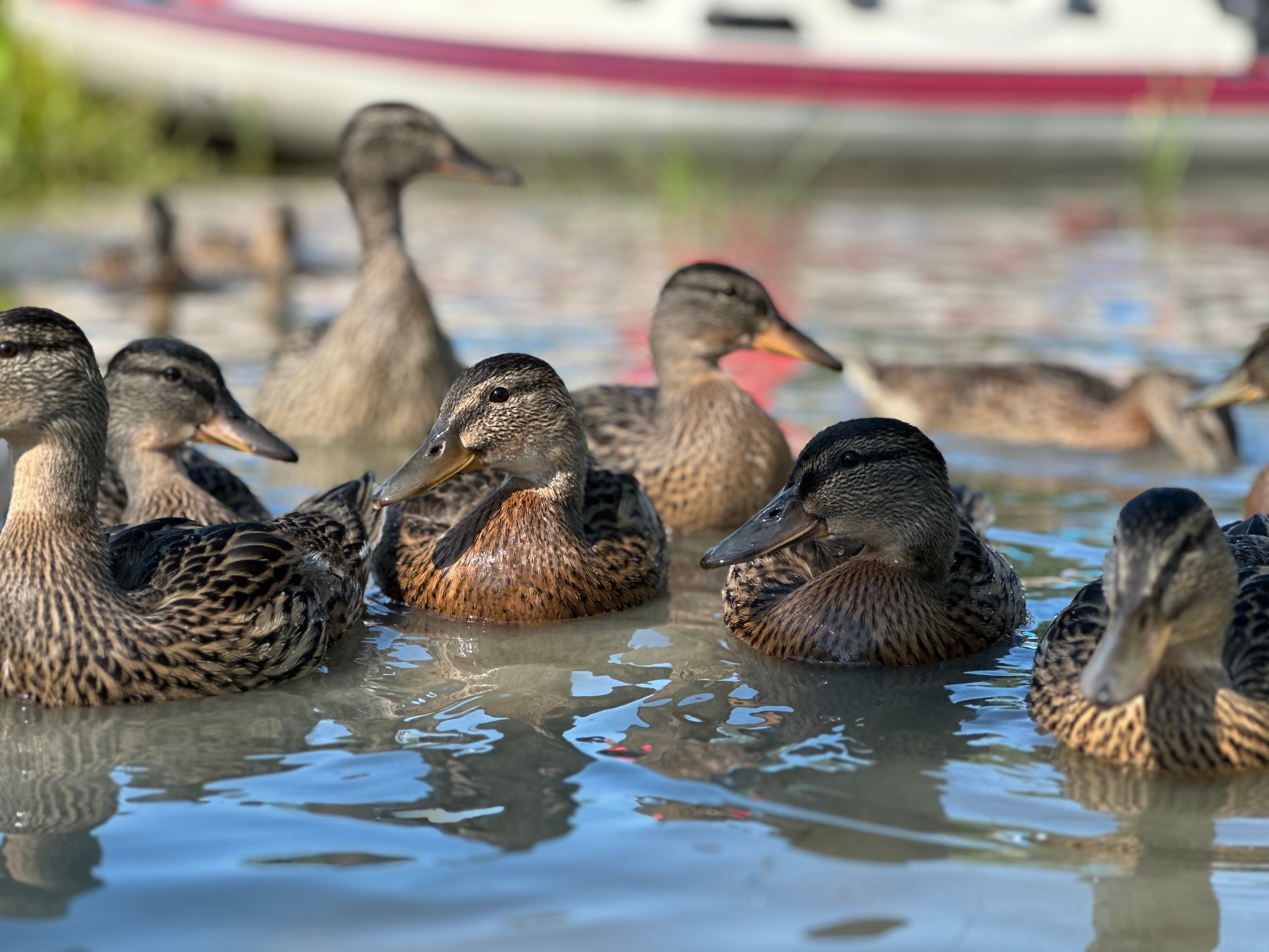 Фото Чё, по шхерам?