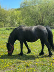 Гермес (Pokhodnaya Street, 13), horse riding