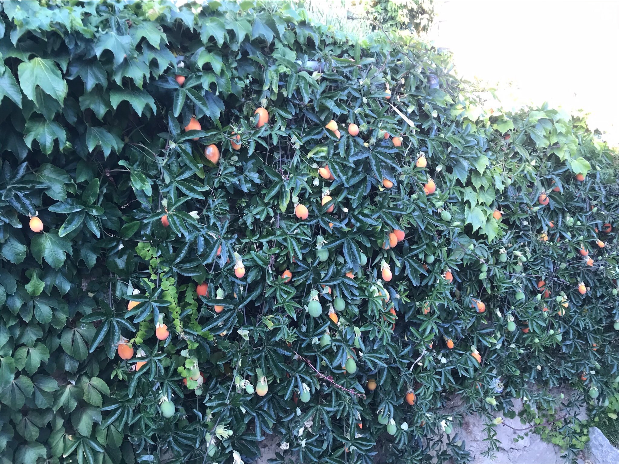 Фото Вилла Грин