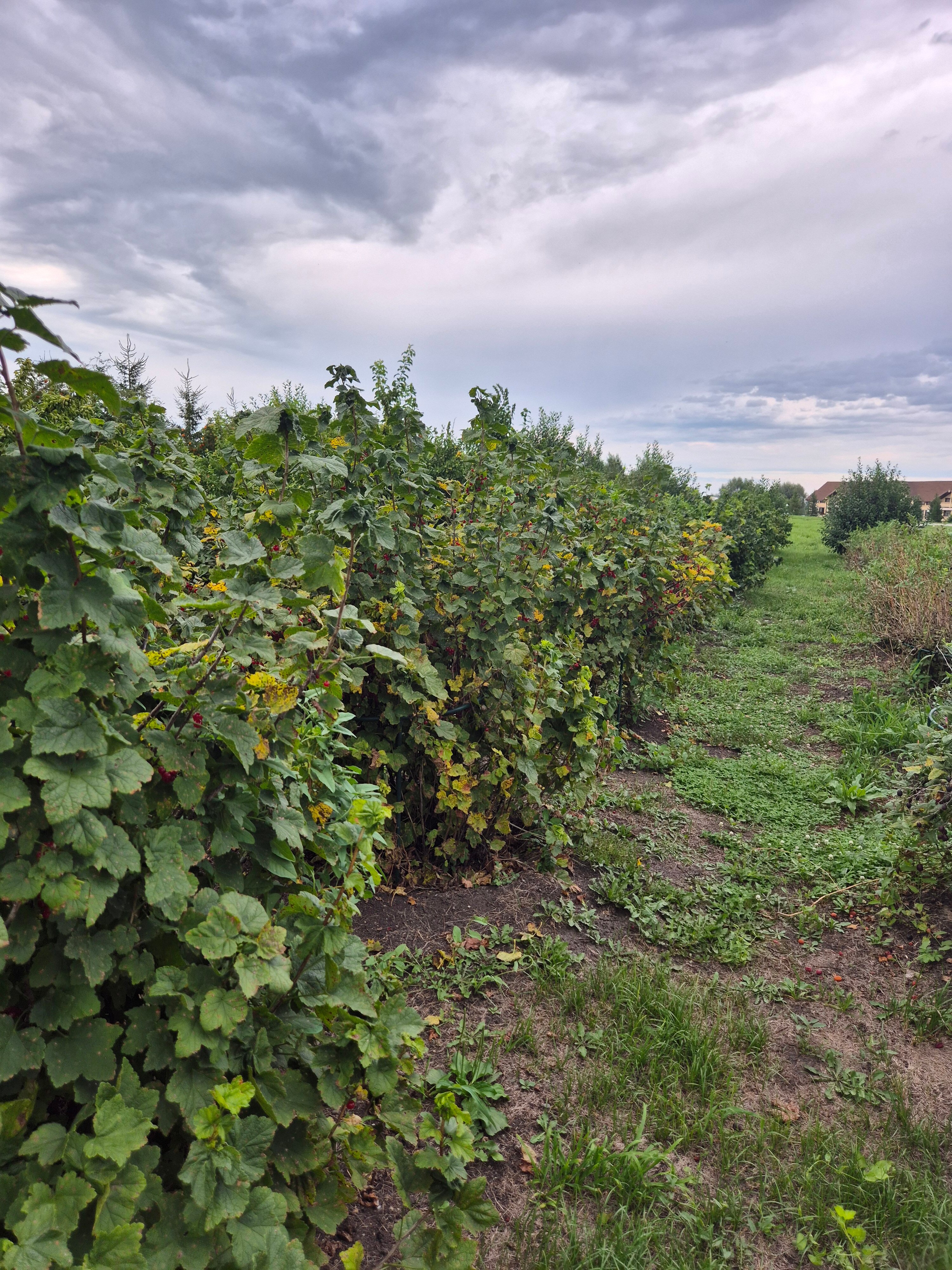 Фото Алтай Green