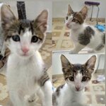 Esenyurt Municipality Veterinary Affairs Directorate Modern Animal Hospice and Rehabilitation Center (İstanbul, Esenyurt, Akçaburgaz Mah., Muhsin Yazıcıoğlu Cad., 37), animal shelter