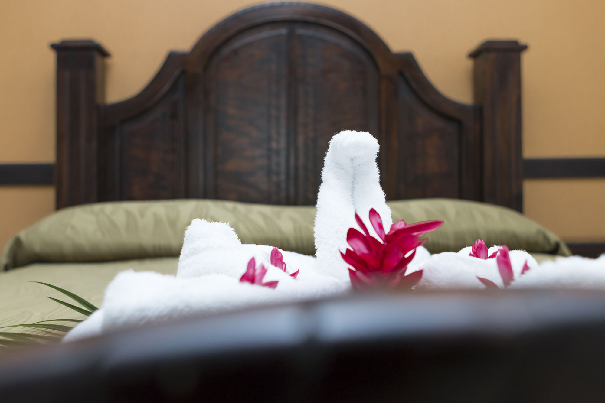 Фото Ara Ambigua Lodge