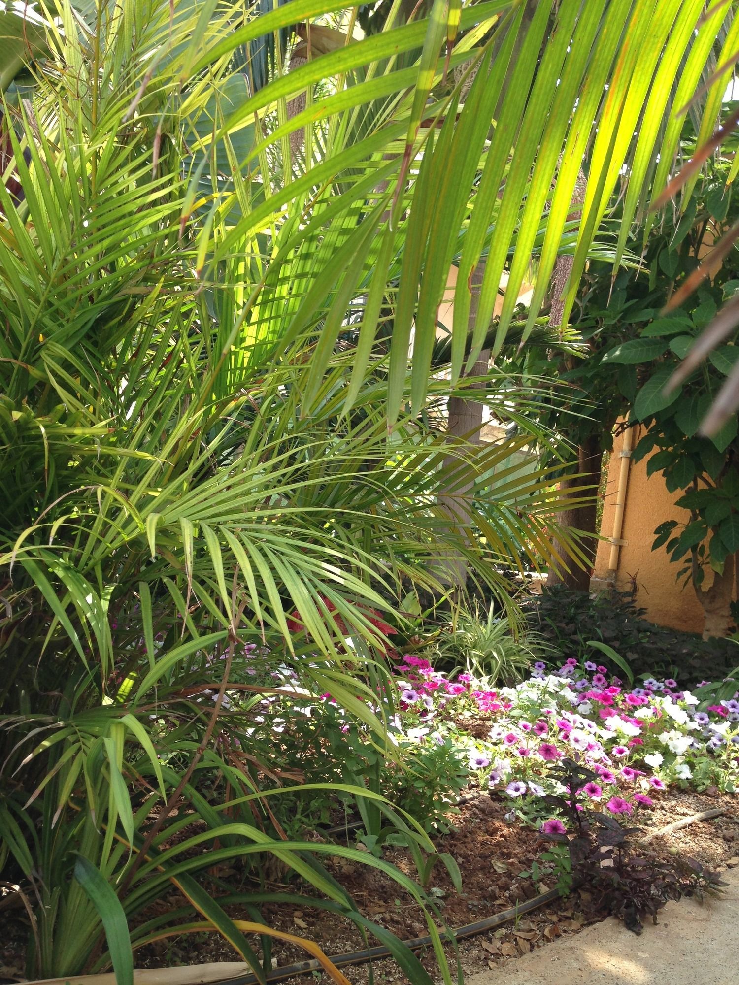 Фото Constantaras Apartments