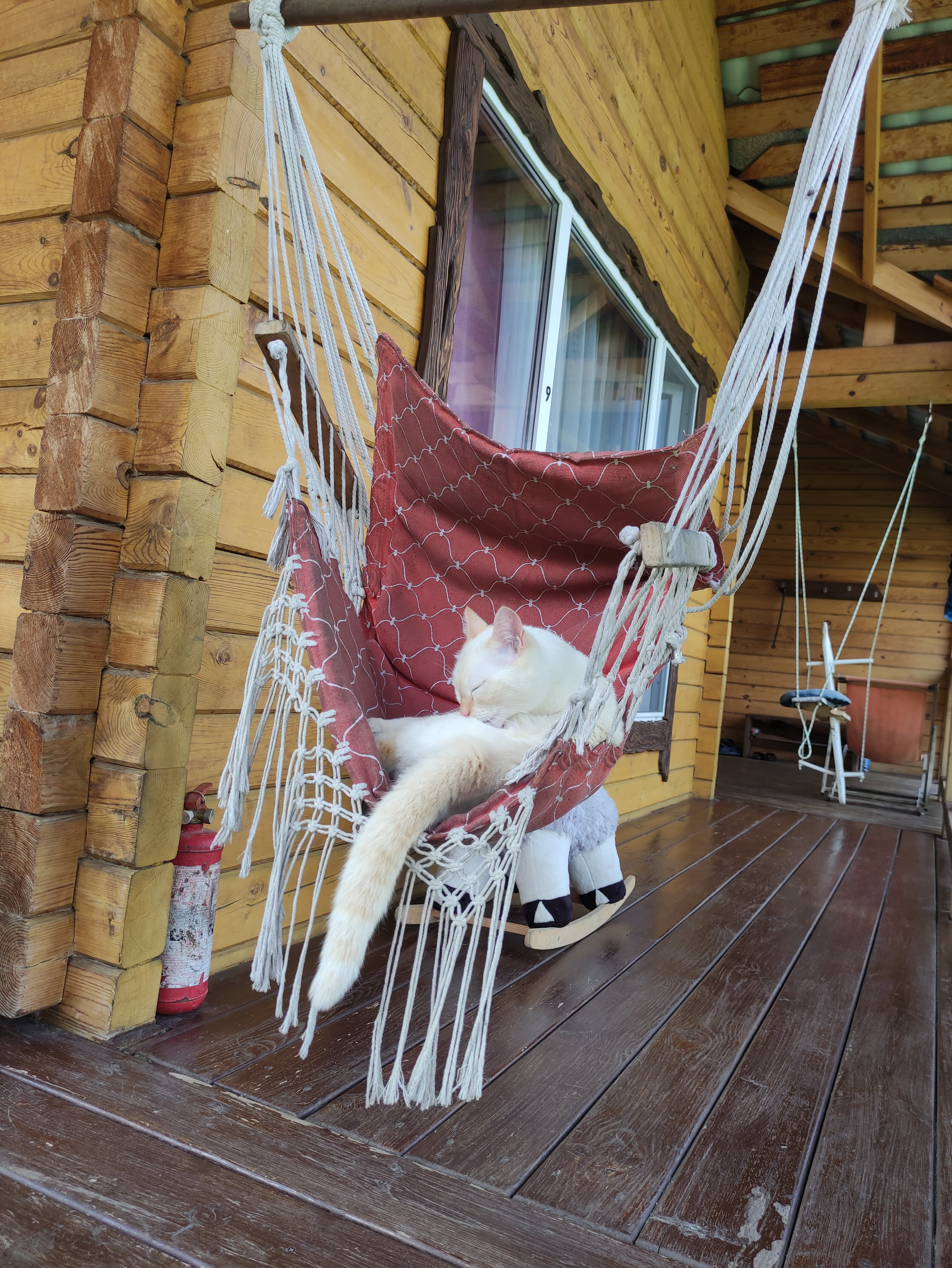 Фото Баюта Алтай