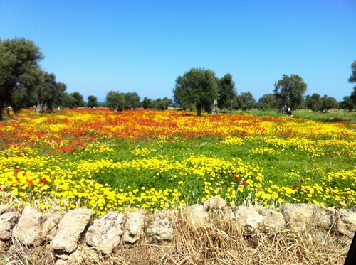 Гостиница Masseria Pelosella B&b