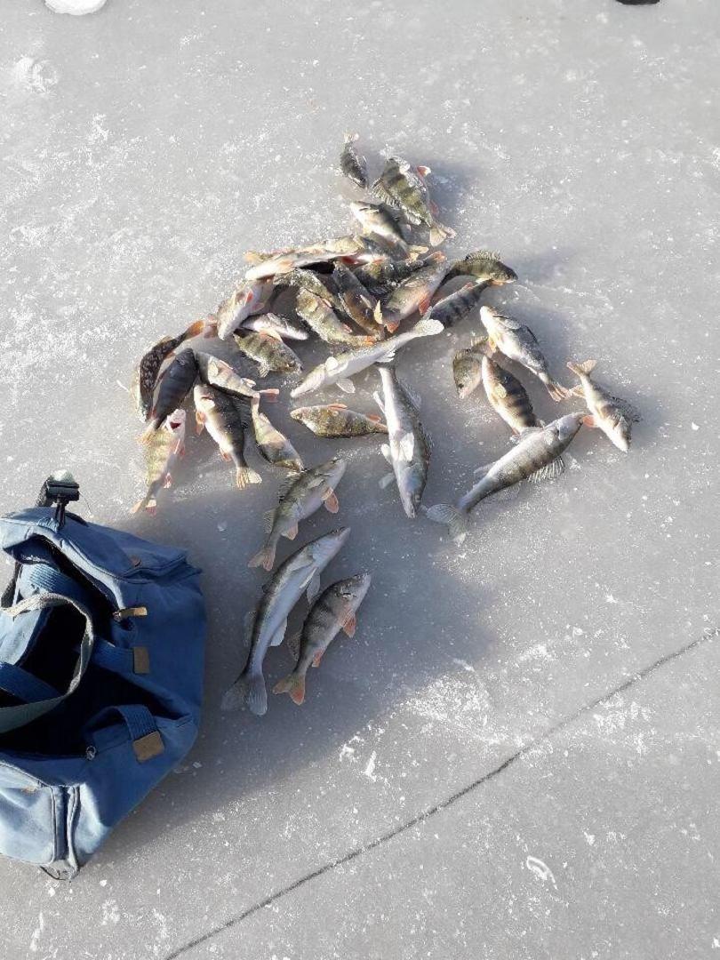 Фото Алимовский плес