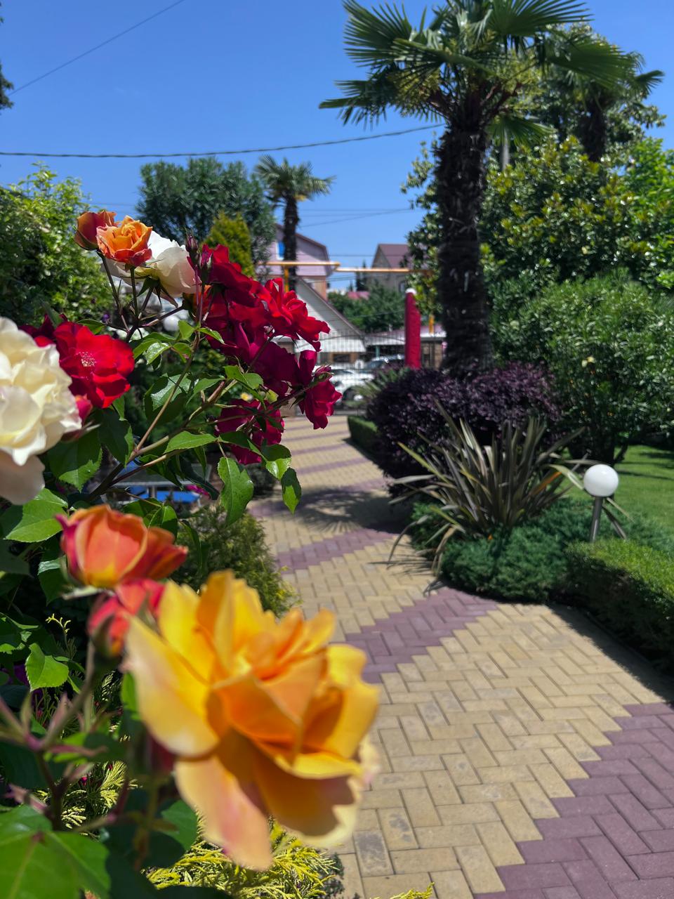 Фото Дельфин