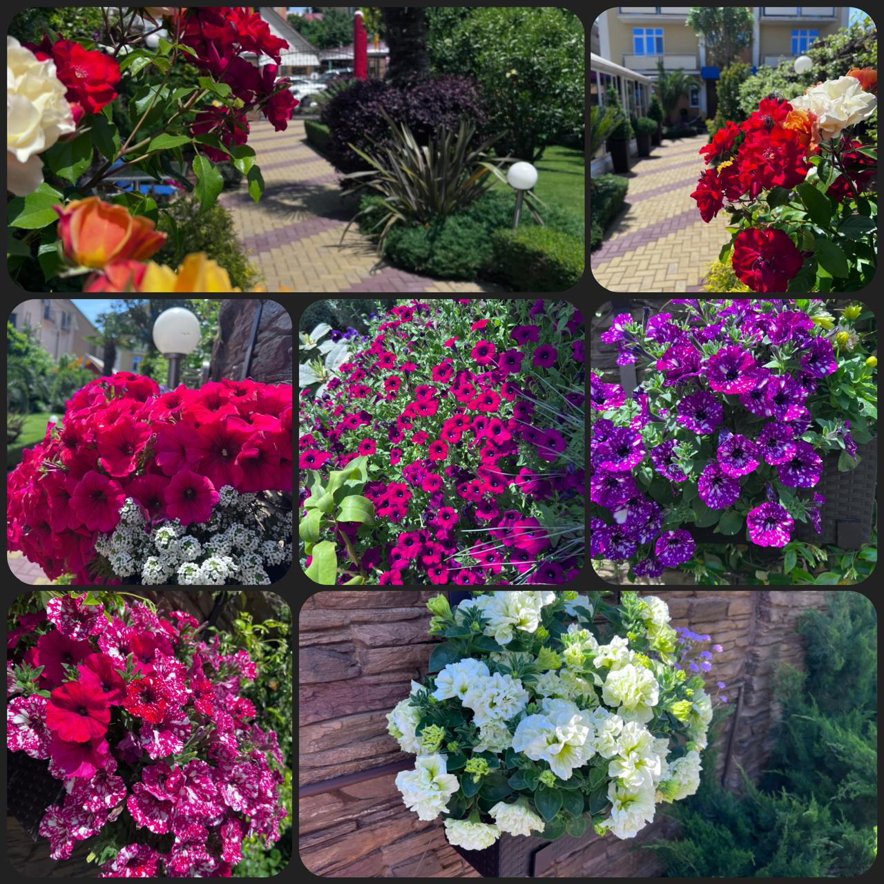 Фото Дельфин