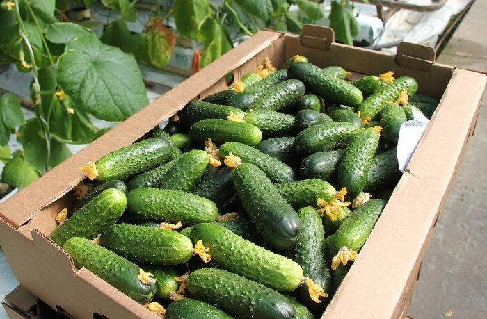 Фото Джао ДаЧа