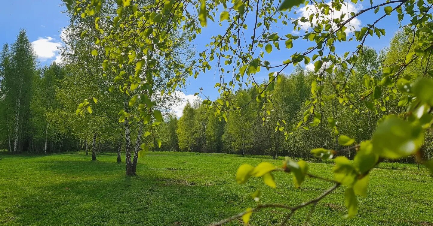 Фото Волшебный лес