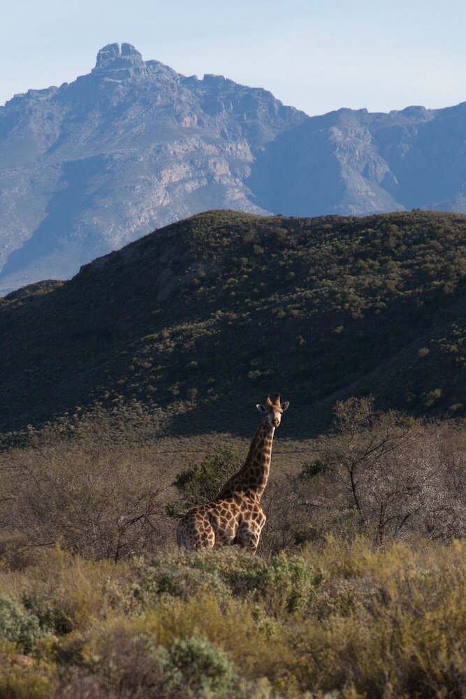 Фото Rooiberg Safaris