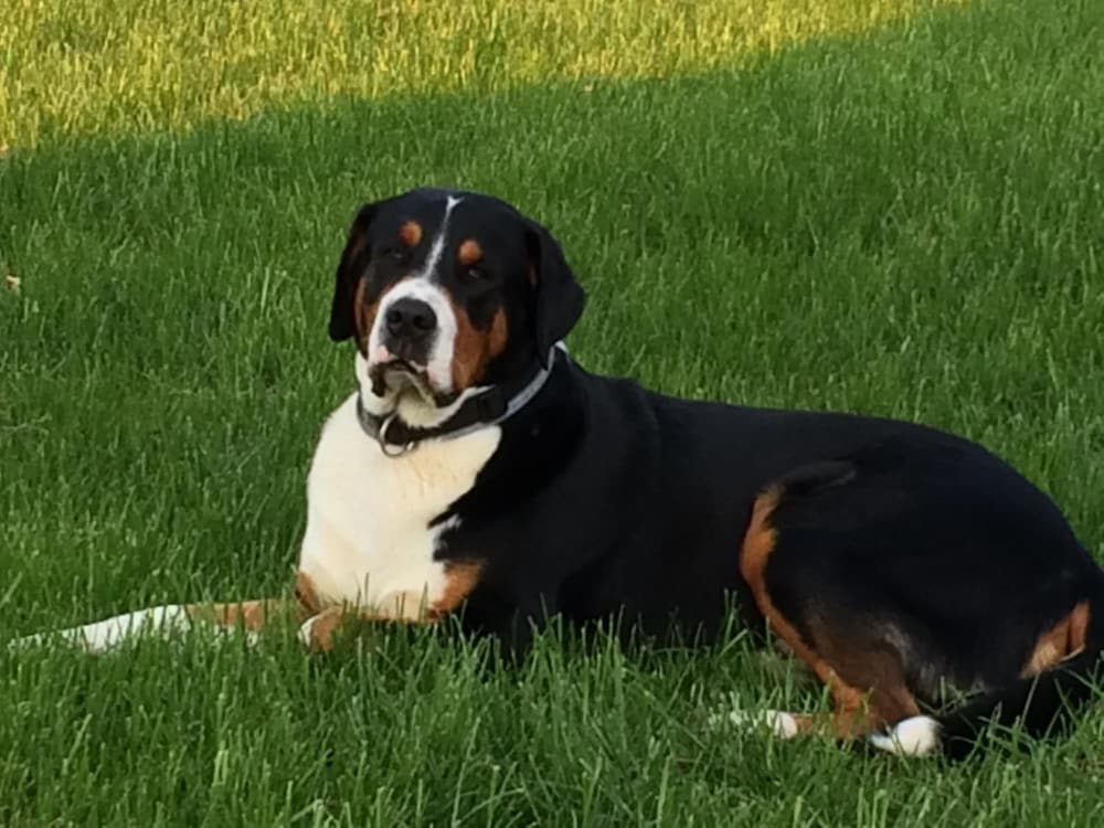 Фото Hotel Alpenhof Das klingende Gasthaus