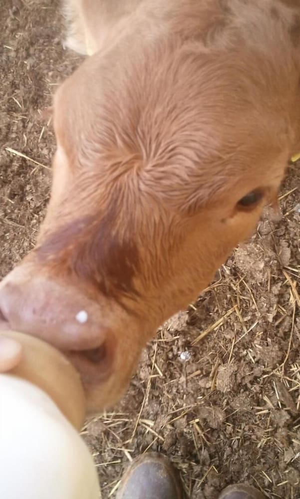 Фото Pietra Maula Agriturismo