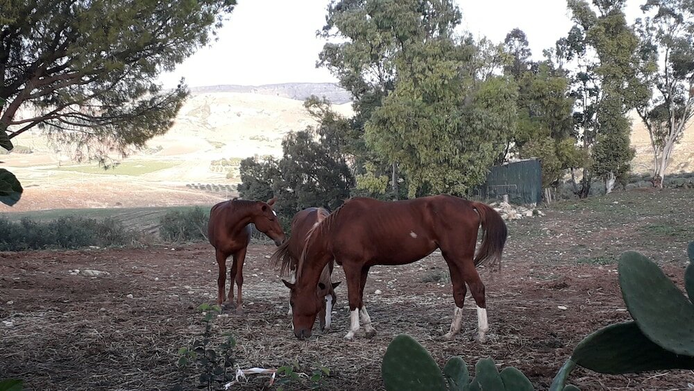 Фото Chiosi Country Club