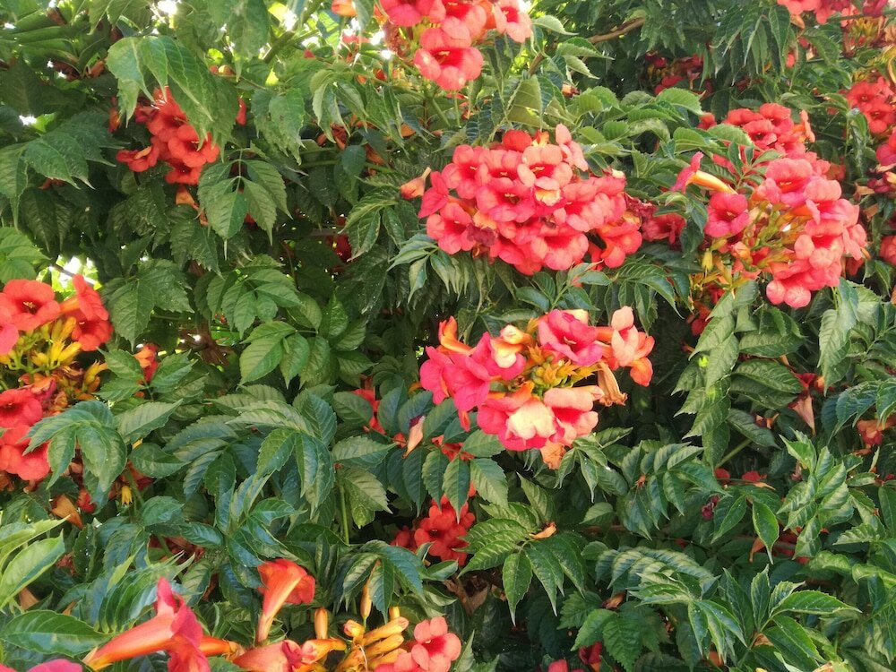 Фото Casa Omero Sperlongaresort