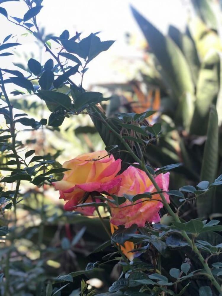 Фото Los Viejitos EN Firgas