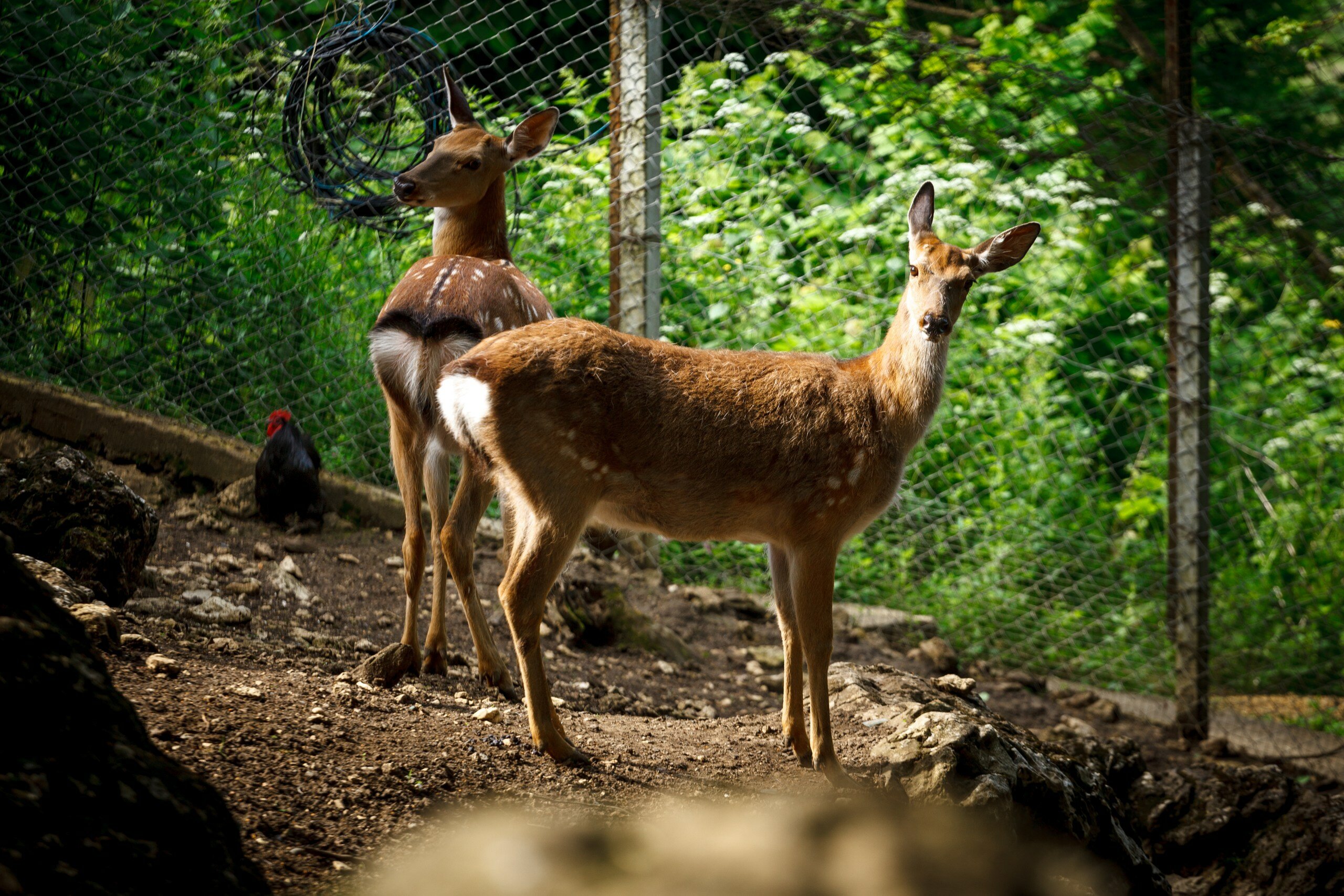 Фото Даховская Слобода