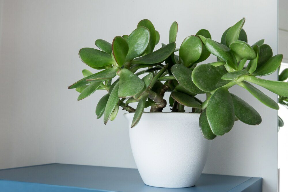 Фото Aurà - Guest House Iblea