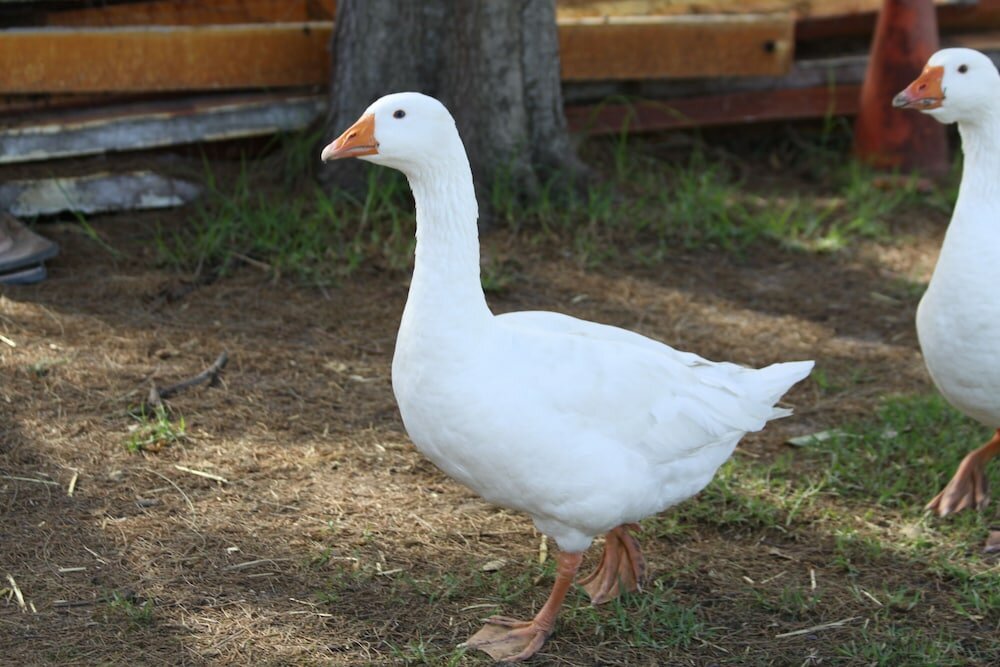 Фото Coranda Lodge