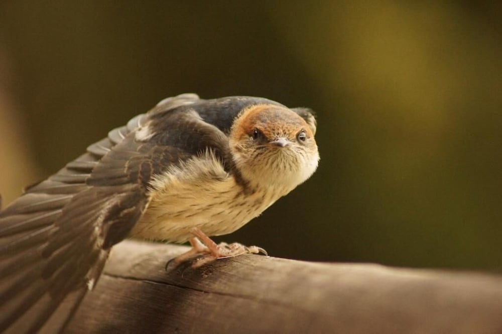 Фото Amazian Mountain River Lodge