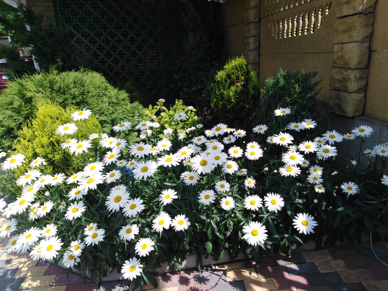 Фото Ангелина