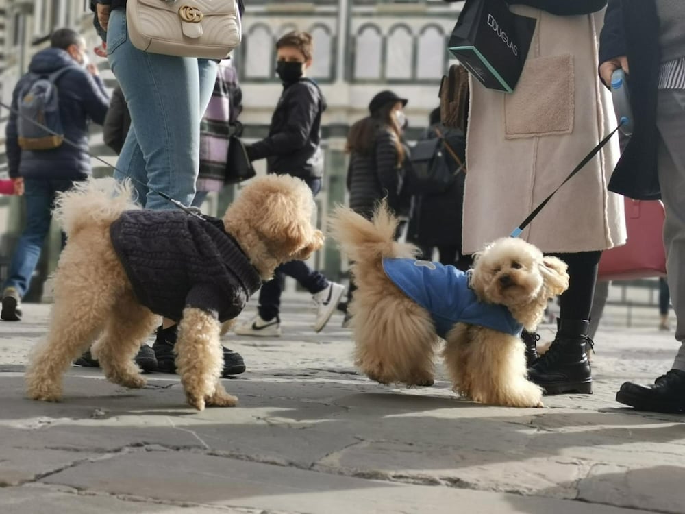 Фото Florence Hostels Anamaria
