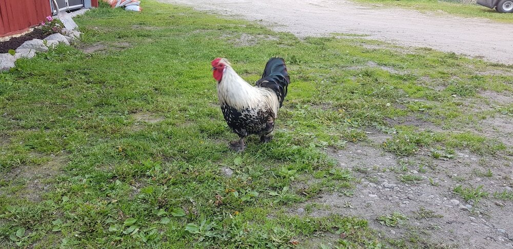 Фото Nygården Bed&Breakfast