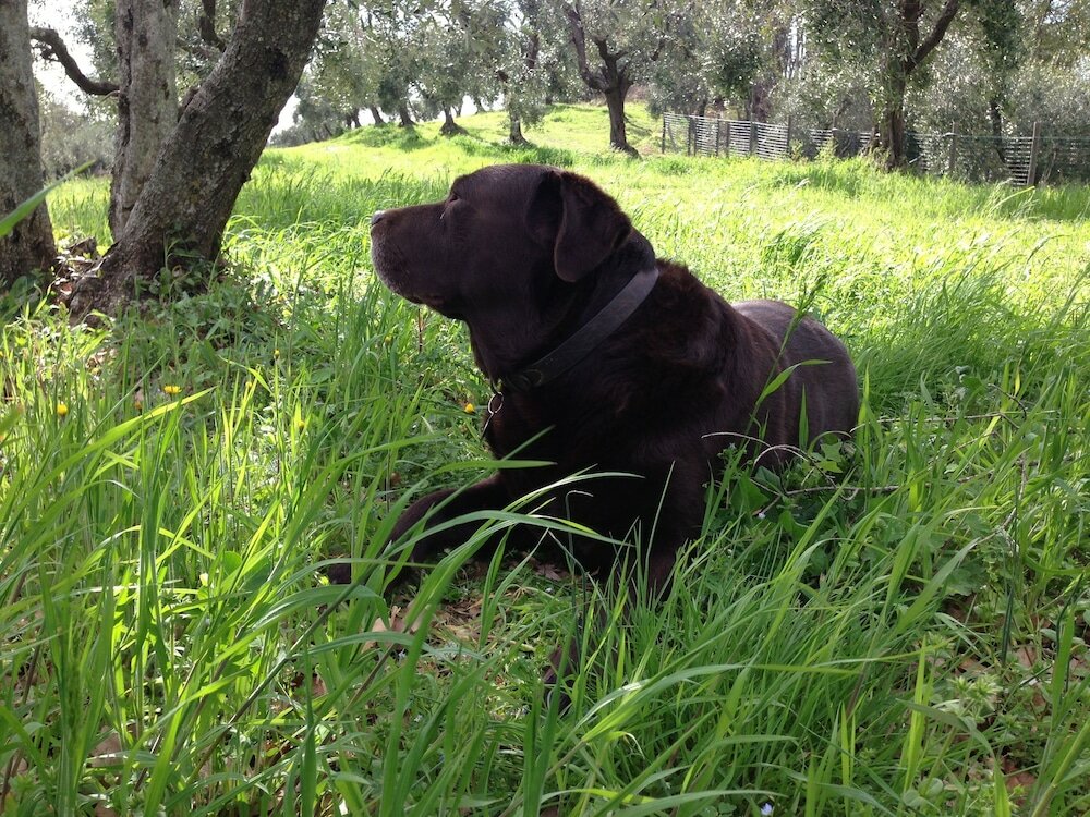 Фото Agriturismo Fattoria La Prugnola