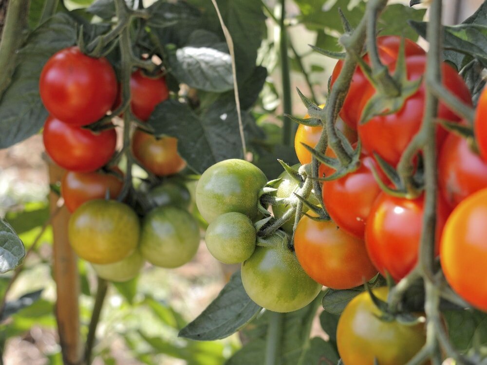 Фото Agriturismo Fattoria La Prugnola