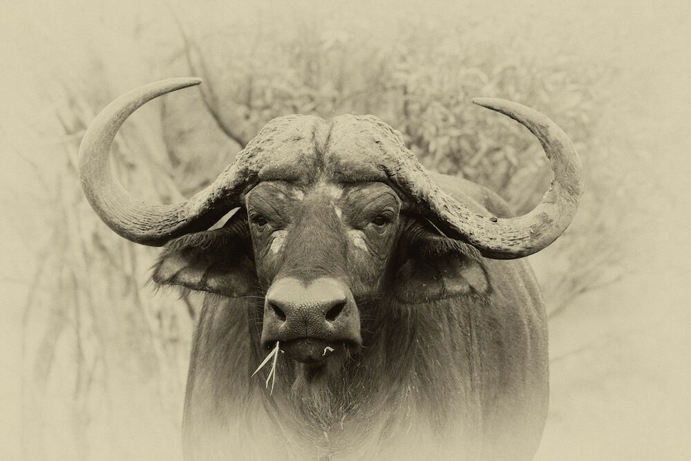 Фото Distinctly Africa - Manyeleti