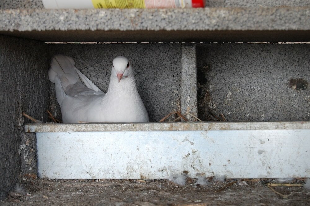 Фото Agriturismo Santa Caterina