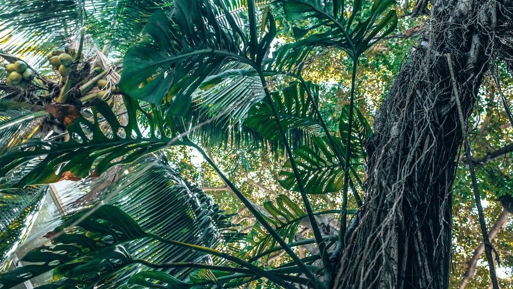 Фото Hotel Mundo Maya